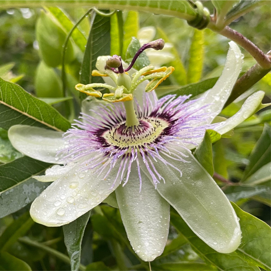Passionflower