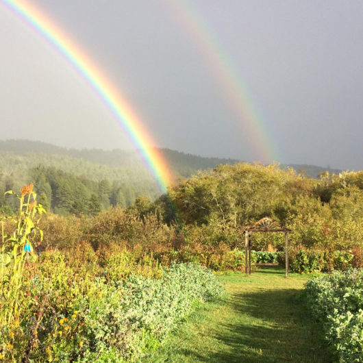 Winter Solstice Herb Walk