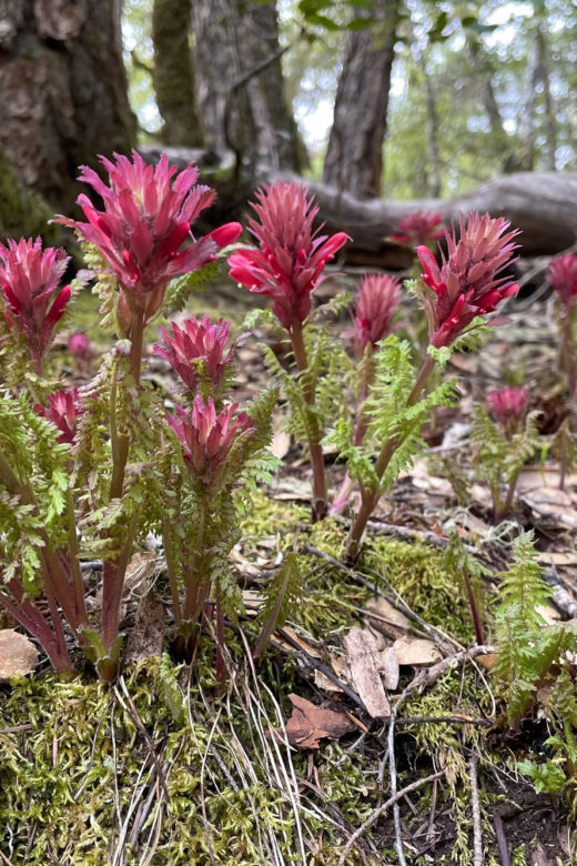Pedicularis