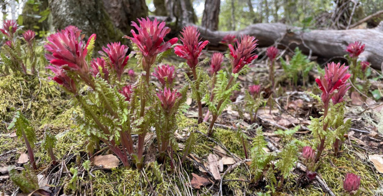 Pedicularis