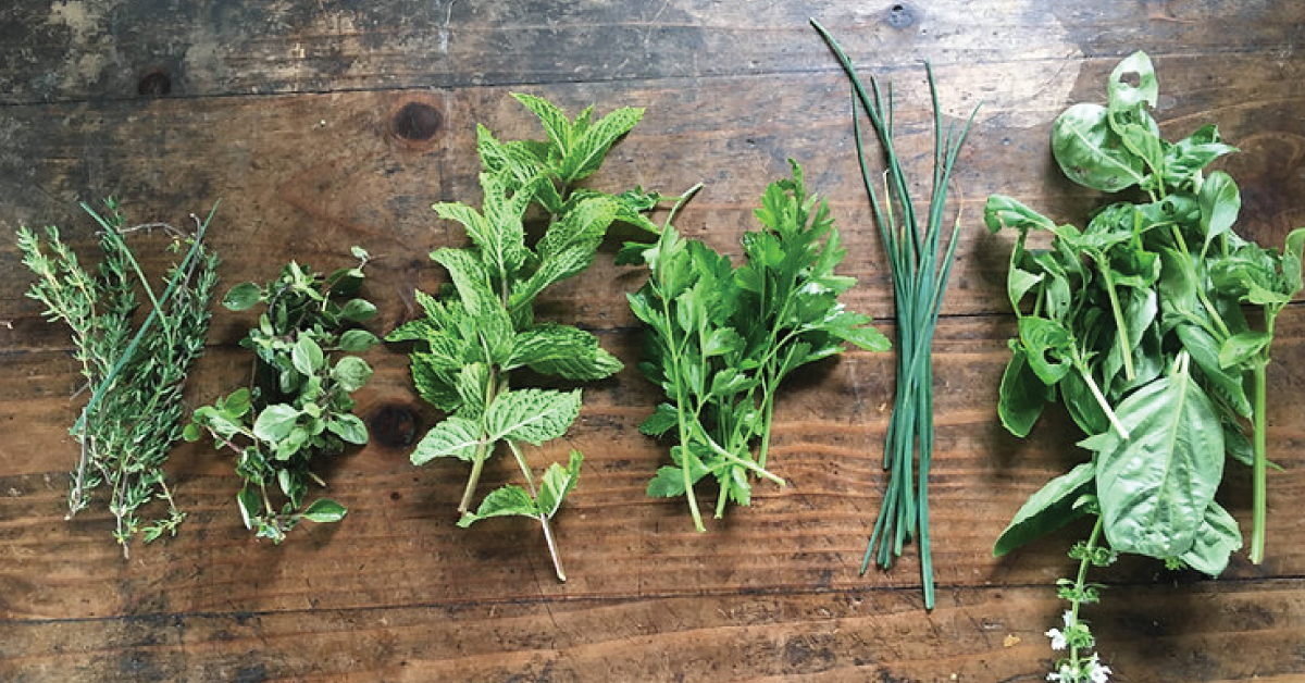 Herb Walk: REDWOOD ROOTS FARM - Dandelion Herbal Center