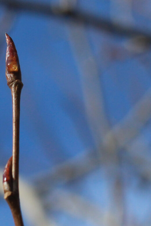Poplar buds and sky