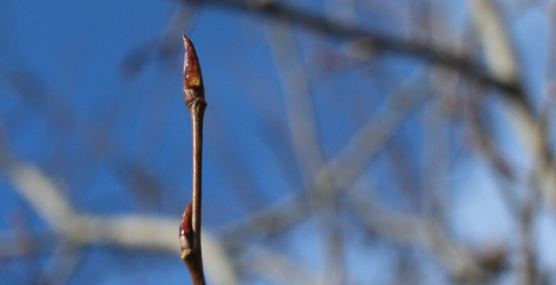 Poplar buds and sky