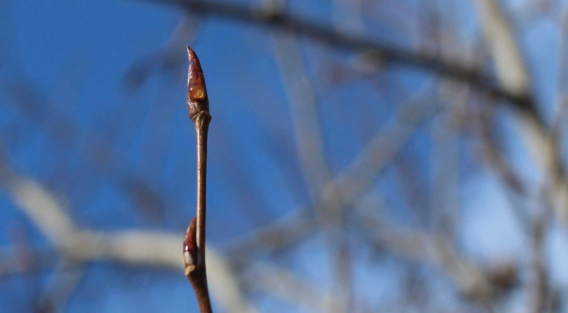 Black Poplar & Cottonwood A Tree Medicine Spotlight Dandelion Herbal